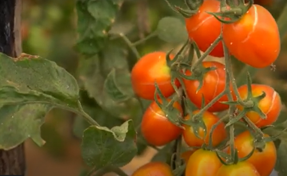 AVALIAÇÃO DO TEOR DE AÇUCAR DO TOMATE CEREJA